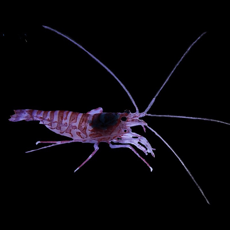 Kuekenthali Cleaner Shrimp