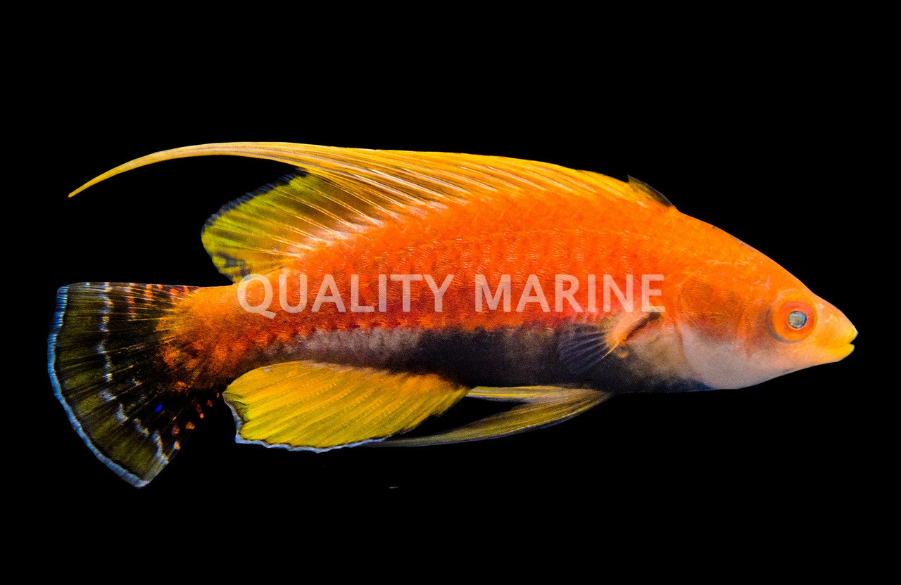Whip Fin Fairy Wrasse