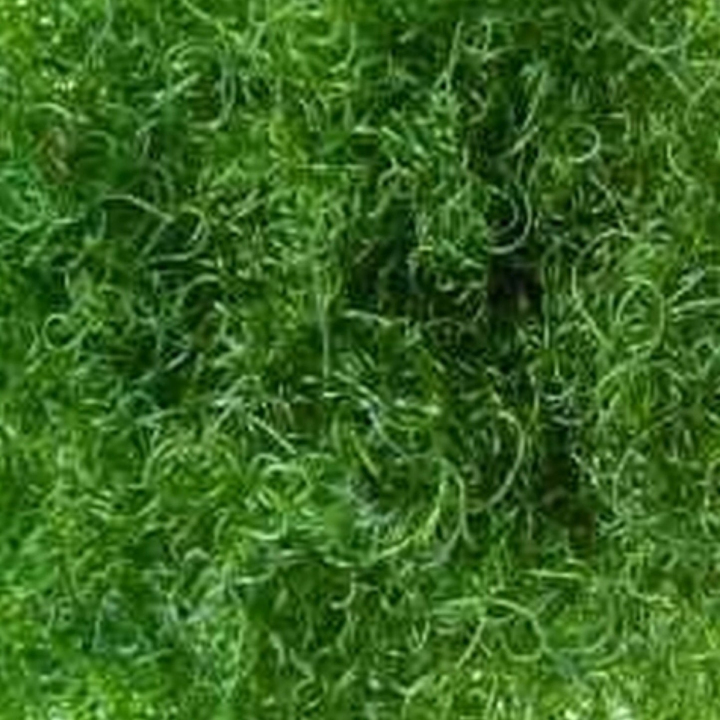 Chaetomorpha Linum 2 Oz