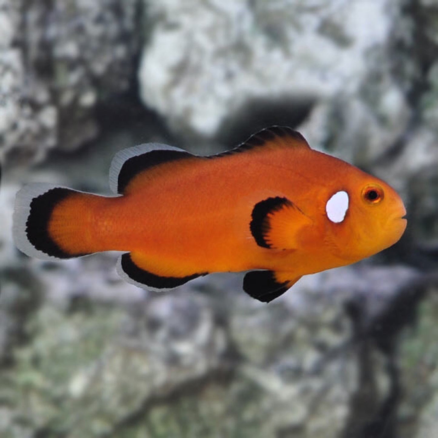Captive Bred Nearly Naked Clownfish