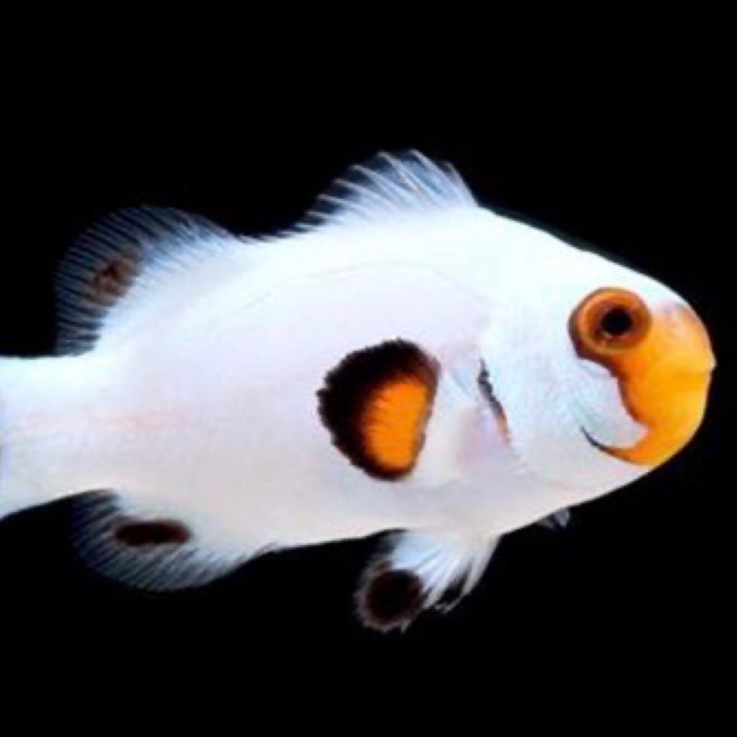 Captive Bred Wyoming White Clownfish
