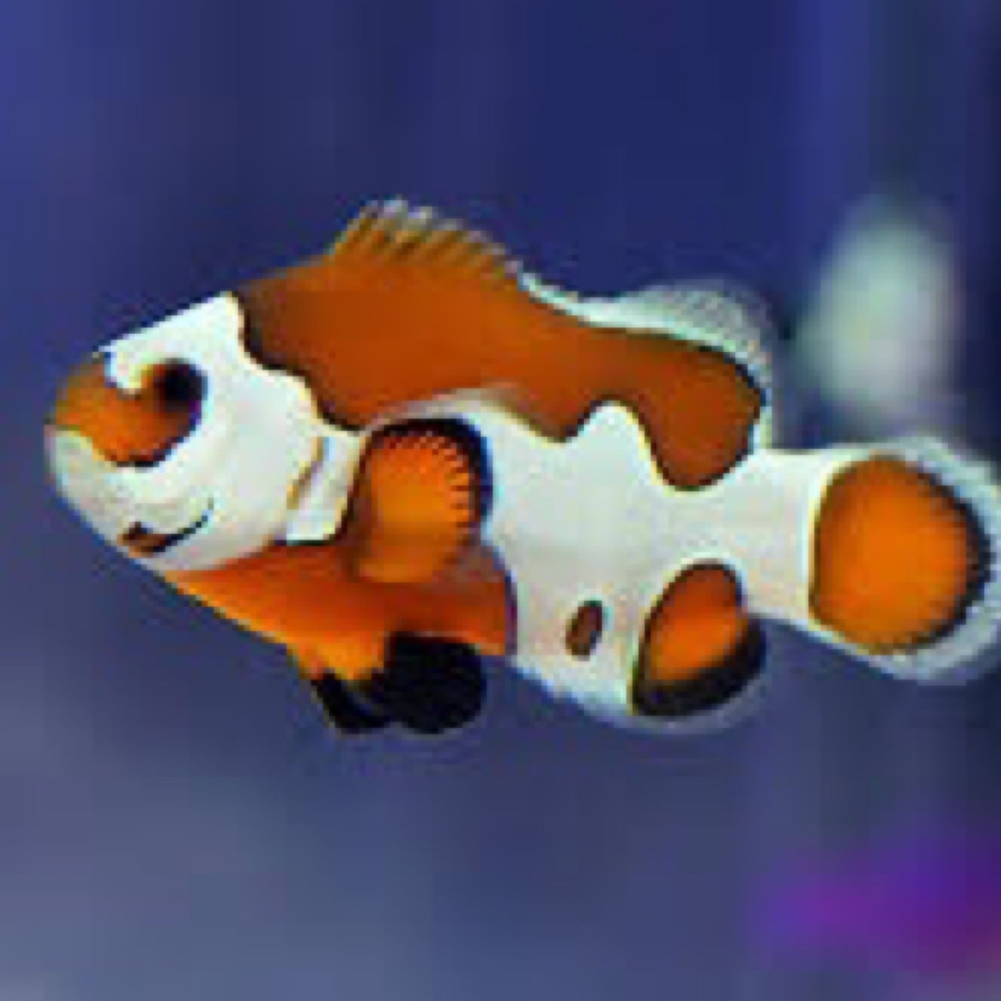 Captive Bred Orange Storm Clownfish