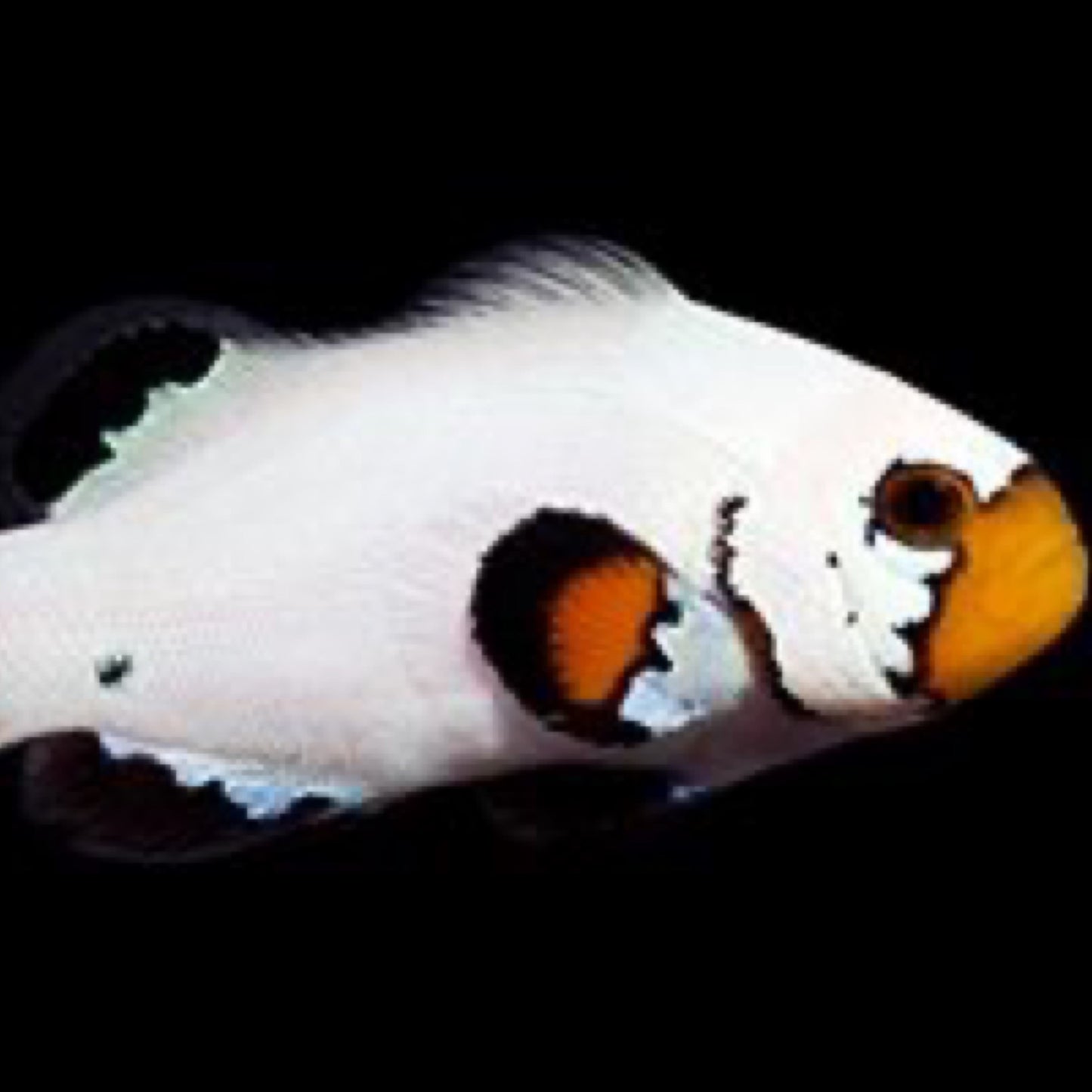 Captive Bred Flurry Clownfish
