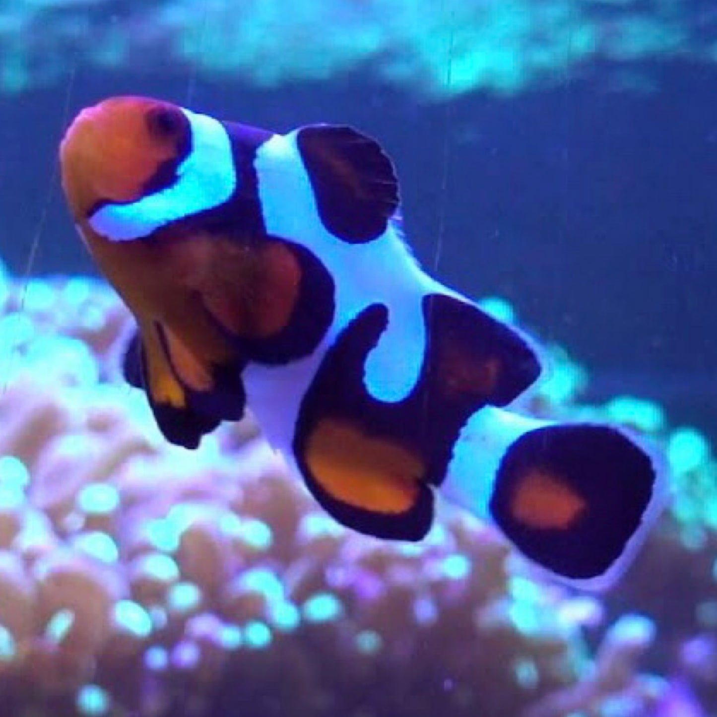 Captive Bred Mocha Vinci Clownfish Grade B