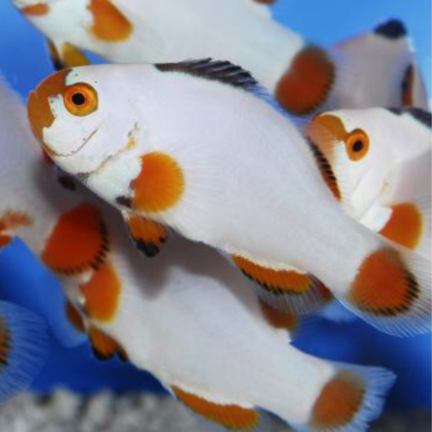 Captive Bred Maine Blizzard Clownfish
