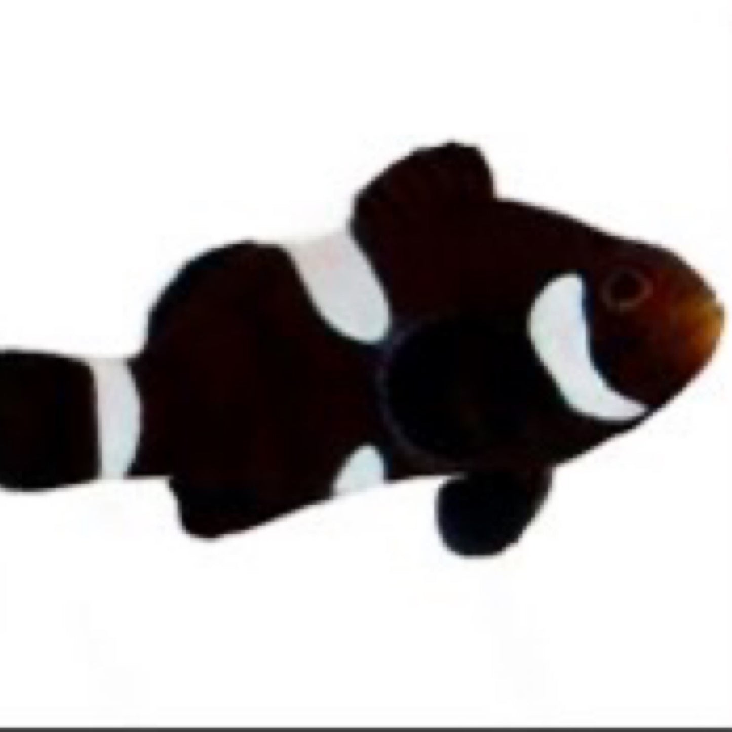 Captive Bred Darwin Black Misbar Clownfish