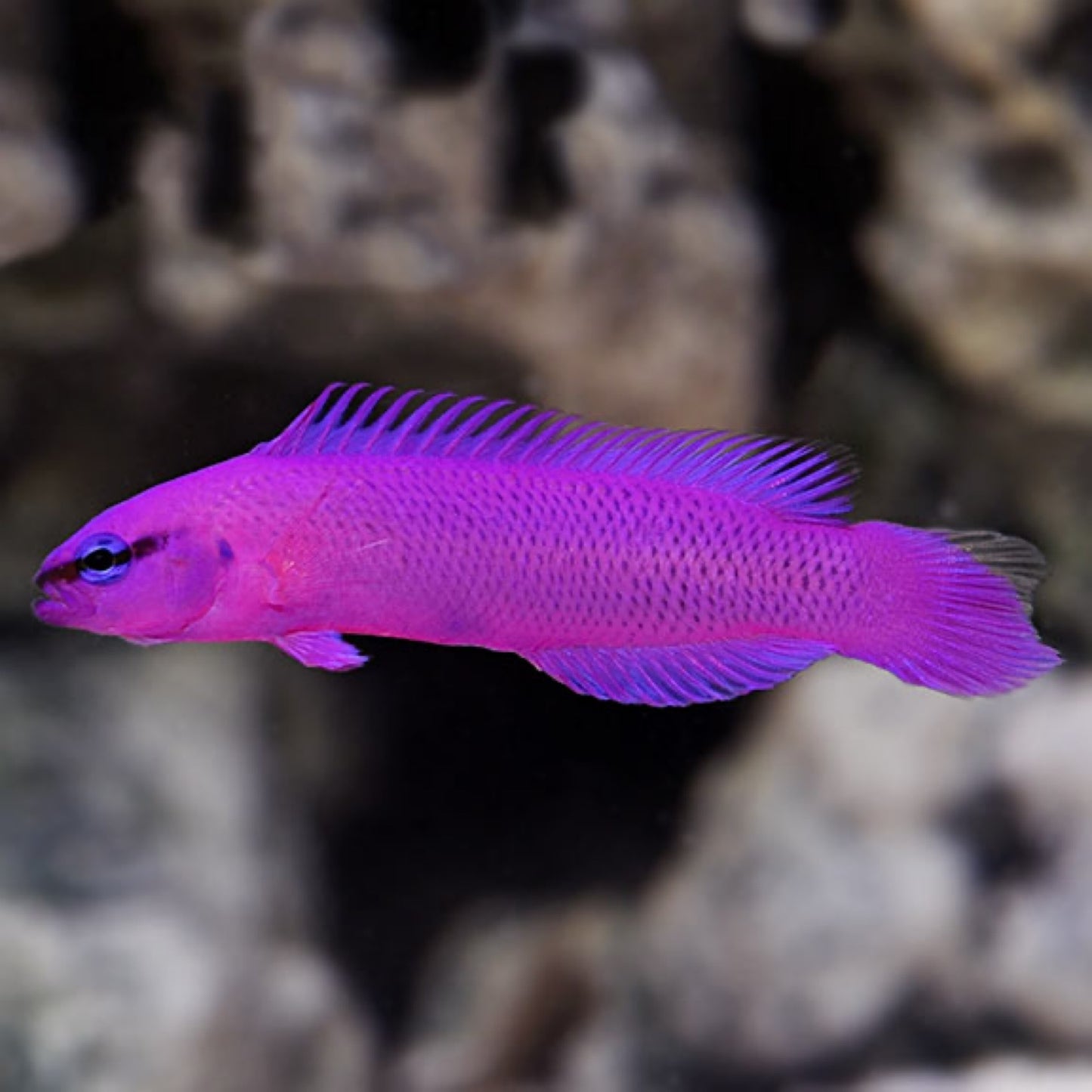 Proaquatix Captive Bred Orchid Dottyback