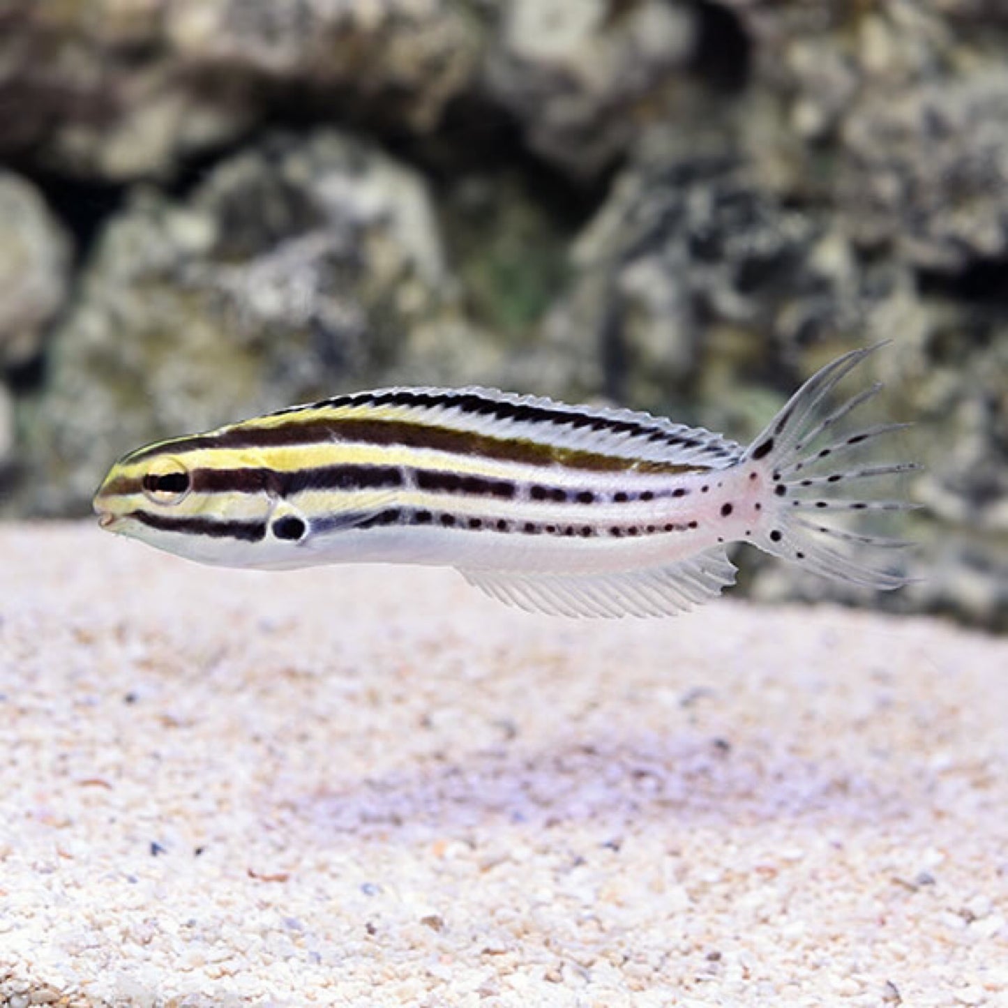 Striped Blenny Lg