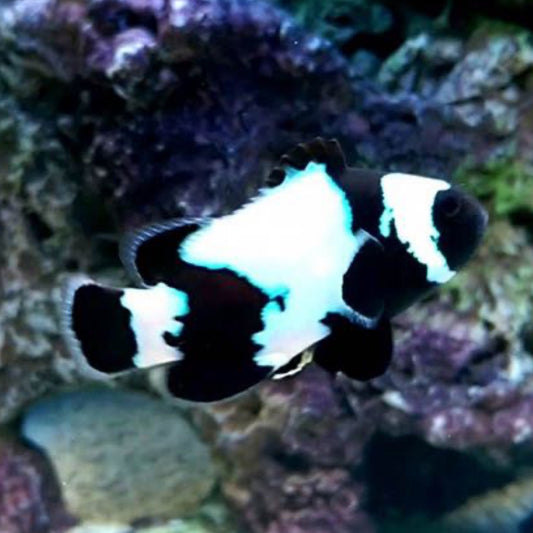 Captive Bred Phantom Clownfish