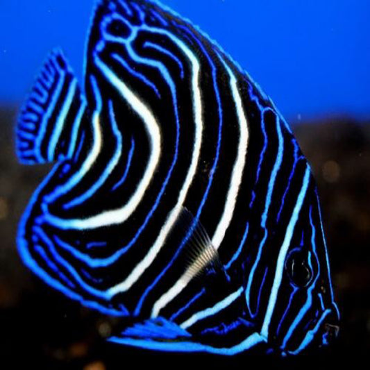 Koran Angelfish