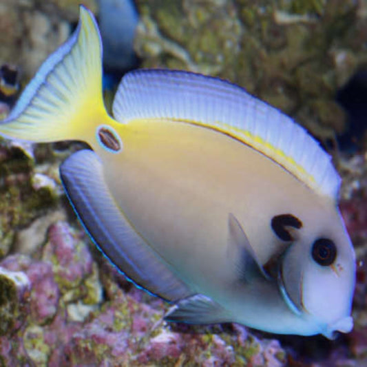 Tenyente Tang Acanthurus Tennenti