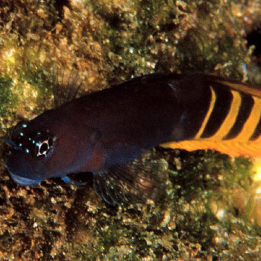Red Tail Blenny Ecsenius Pulcher