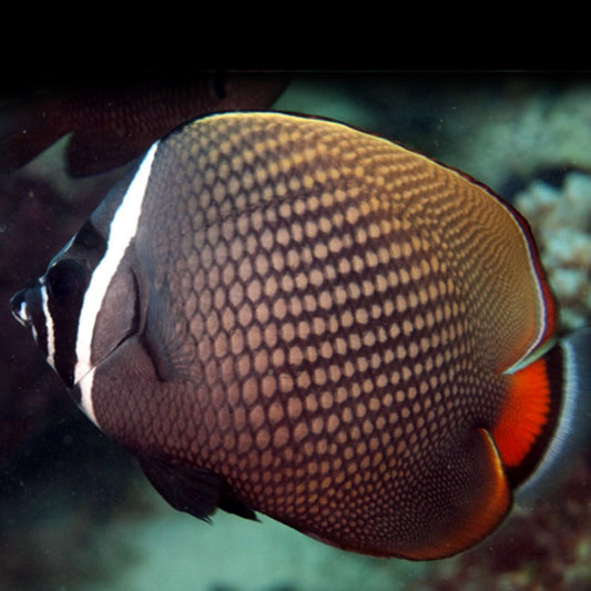 Pakistani Butterflyfish Chaetodon Collare