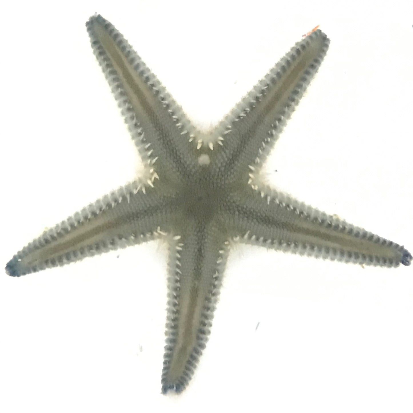 Blue Sand Sifting Starfish