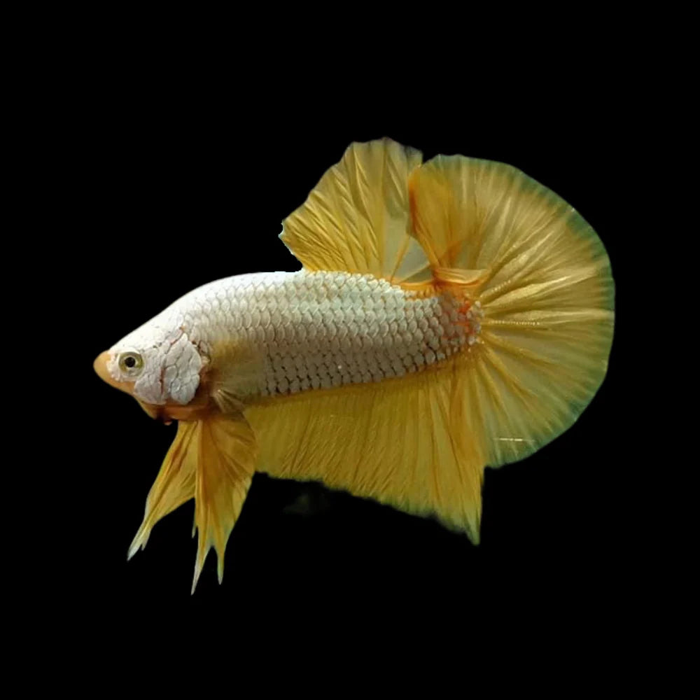 Betta Plakat Halfmoon Super yellow male
