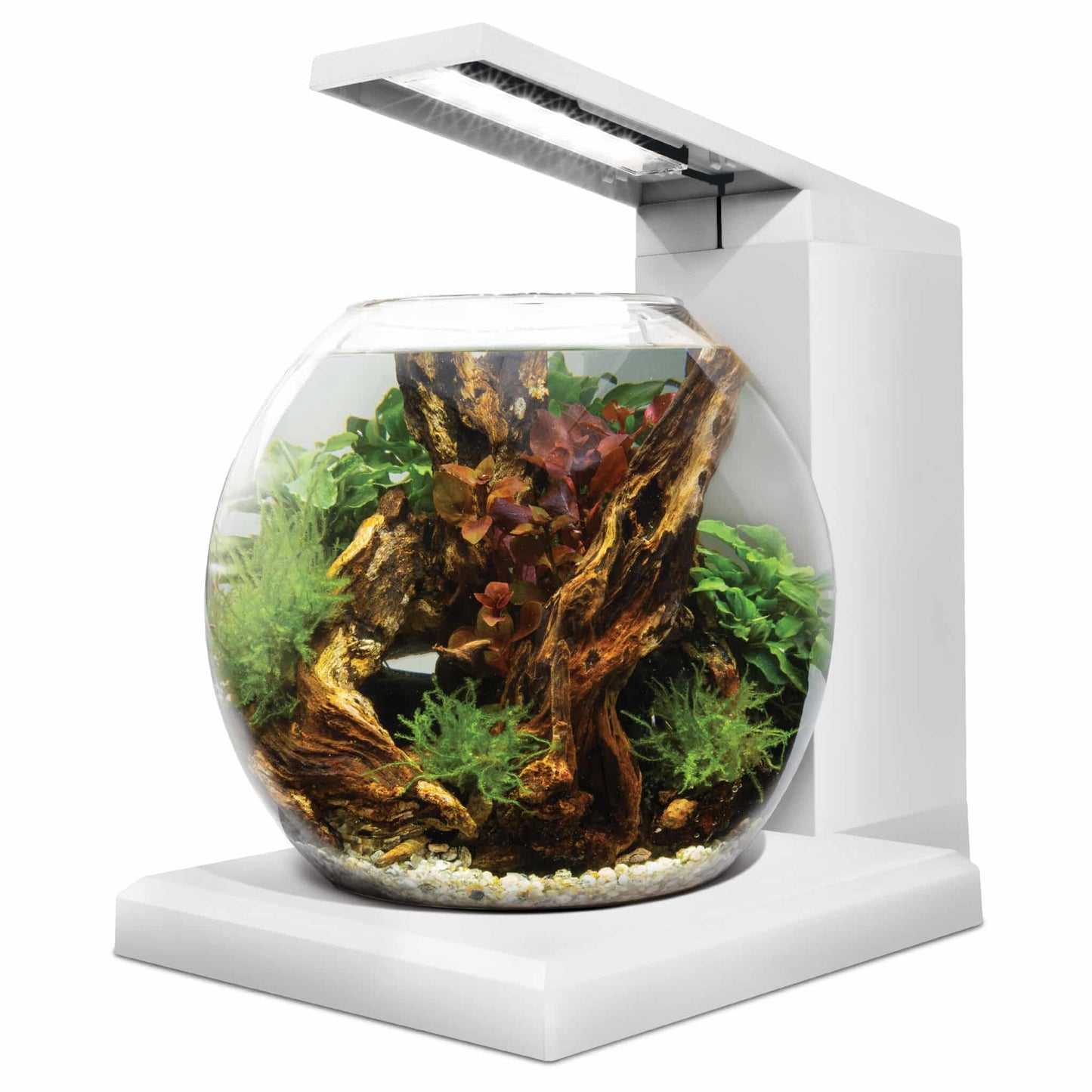 Fluval Liv Aquarium Kit, 1.6 US Gal / 6 L