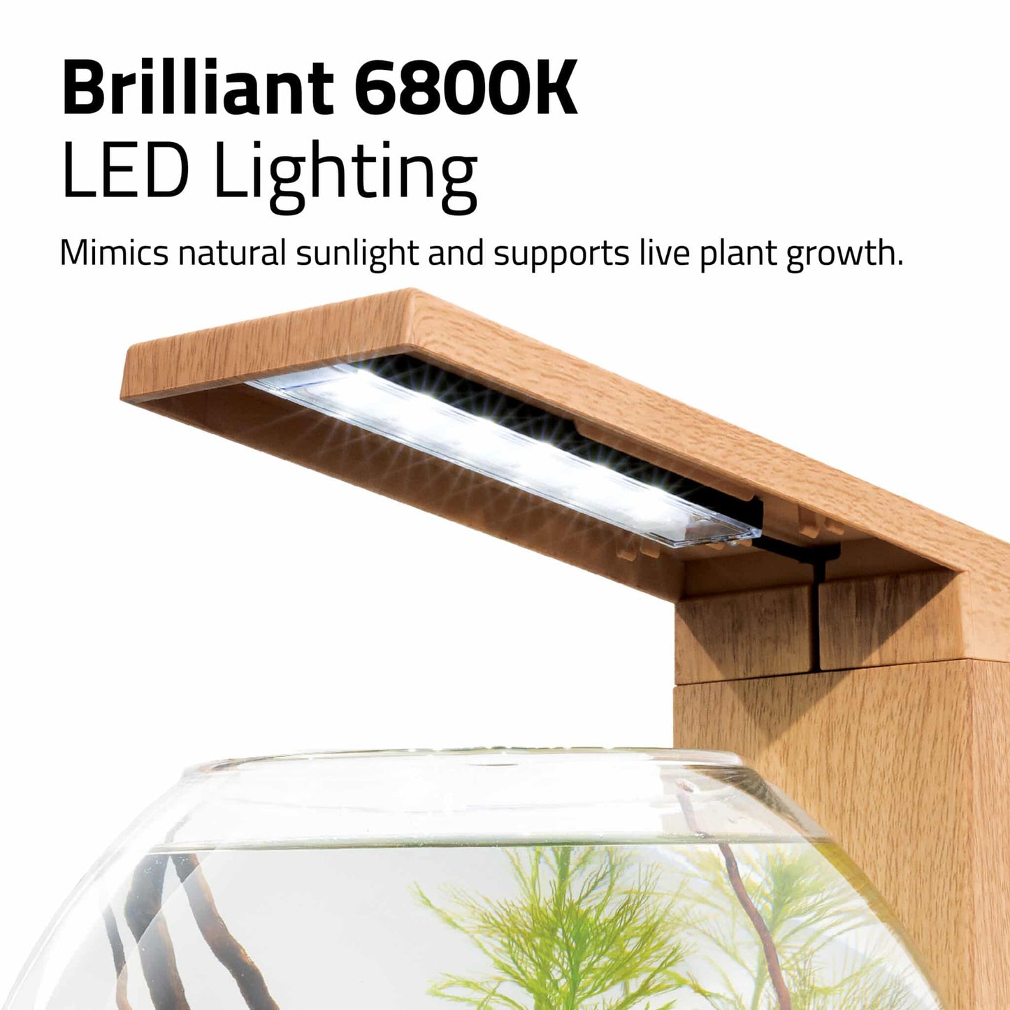 Fluval Liv Aquarium Kit, 1.6 US Gal / 6 L