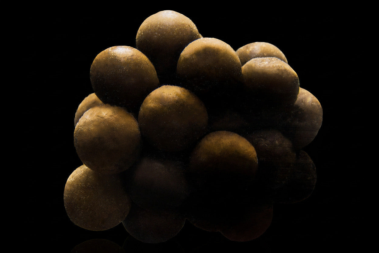 Cuttlefish Egg Cluster (Sepia sp.) Quality Marine