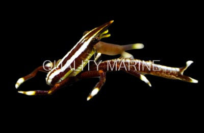 Colored Crinoid Squat Lobster (Allogalathea elegans) - rare