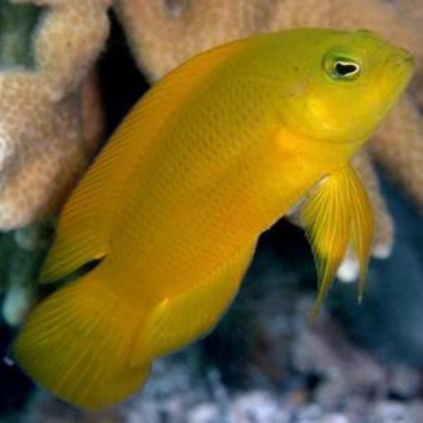 Golden Dottyback