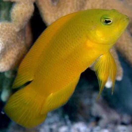 Golden Dottyback