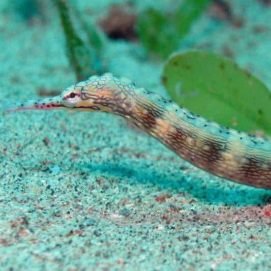 Dragon face Pipefish