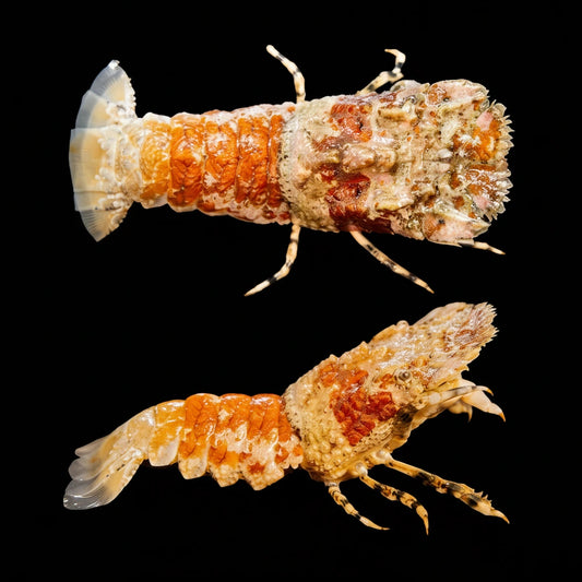 Orange Slipper Lobster (Scyllarides/Thenus sp.) Concrete Blonde Aquatics