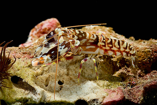Tiger Pistol Shrimp