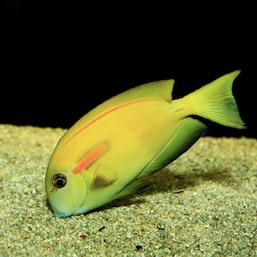 Orange Shoulder Tang