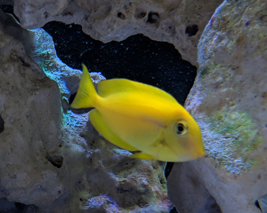 Orange Shoulder Tang