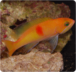 Tri-Colour Anthias