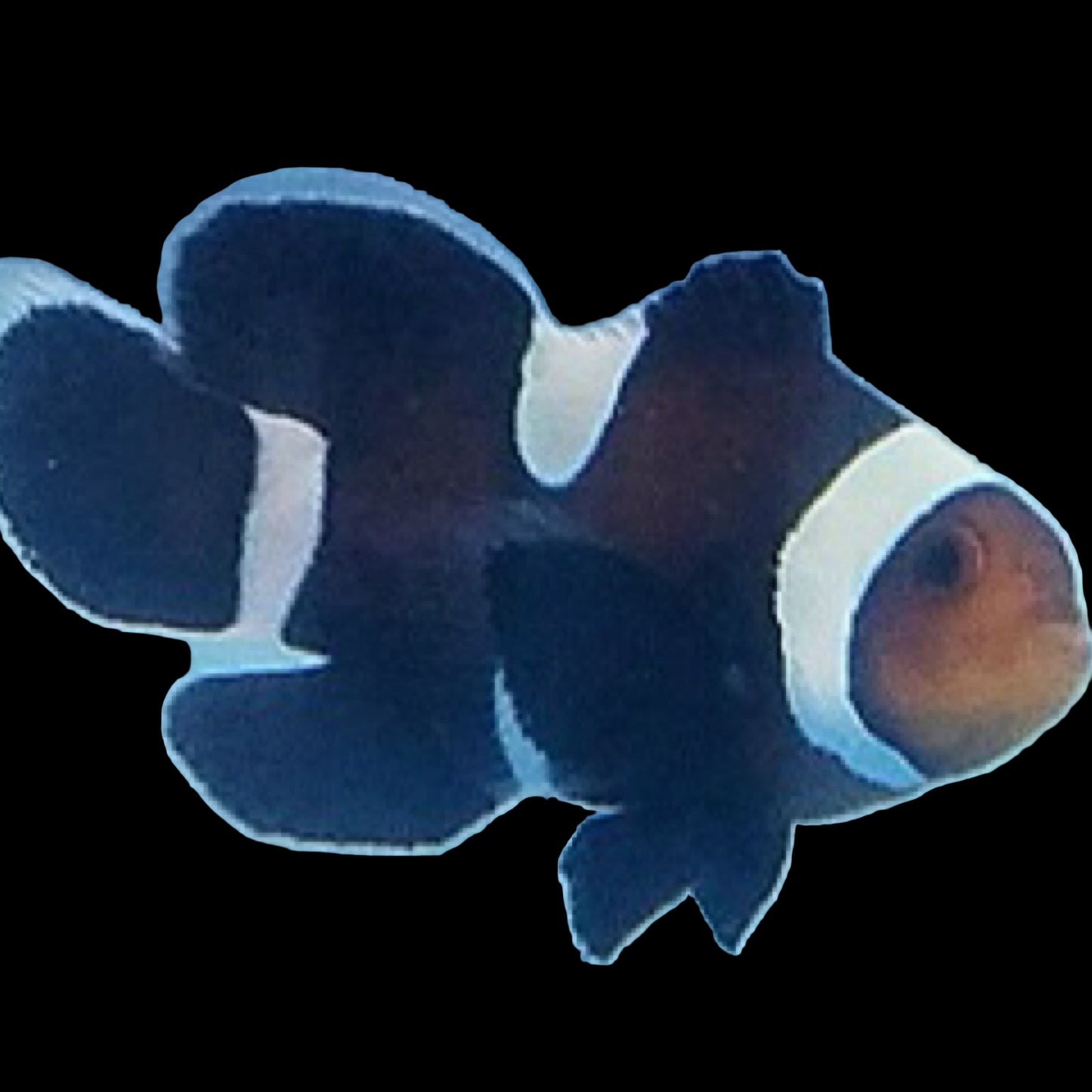 Captive Bred Black Ocellaris Misbar Longfin Clownfish