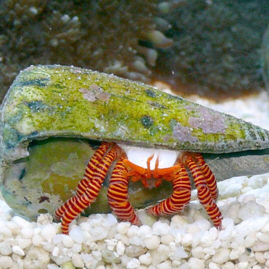Halloween Hermit Crab