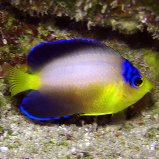 Multicolour Angelfish