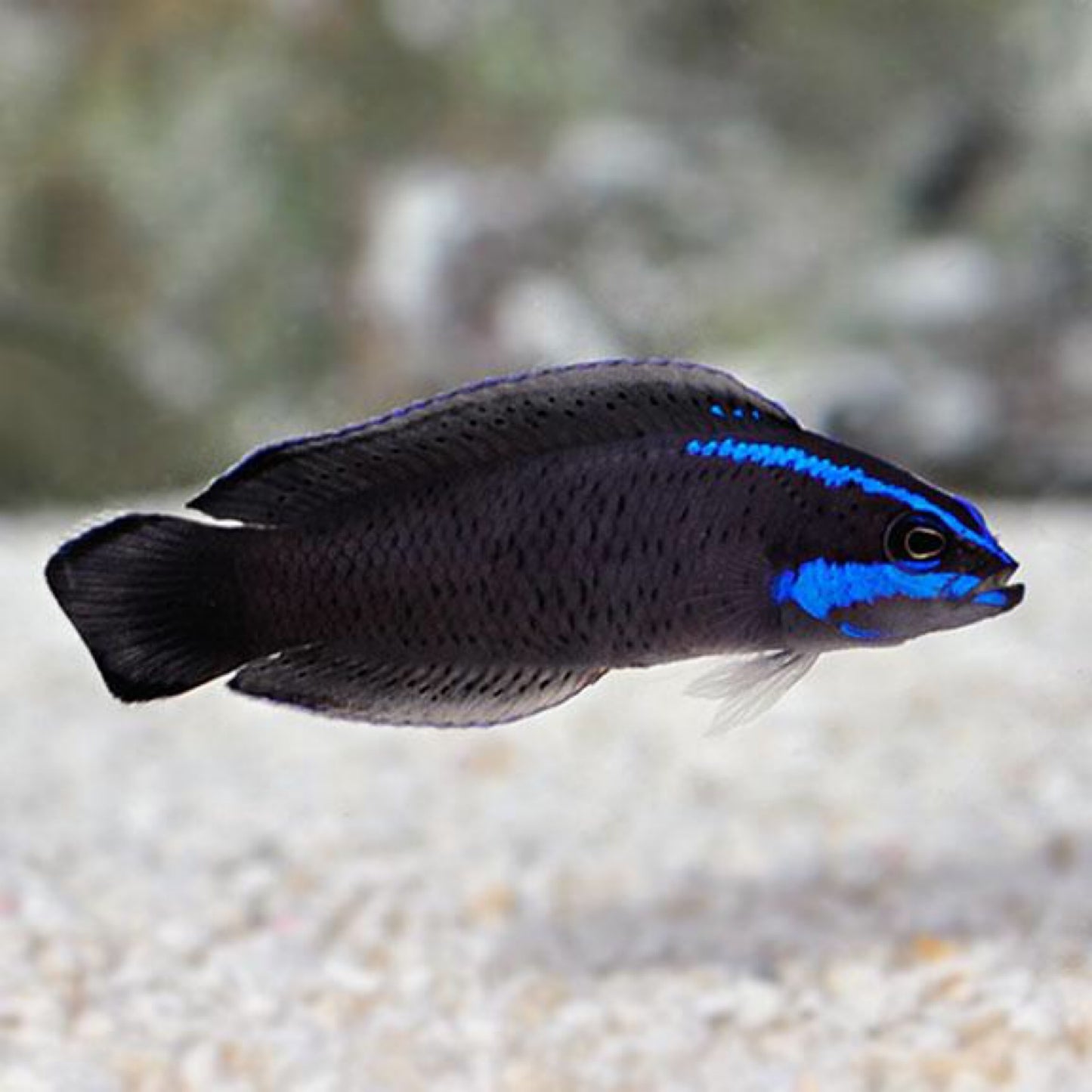 TR Black Neon Dottyback