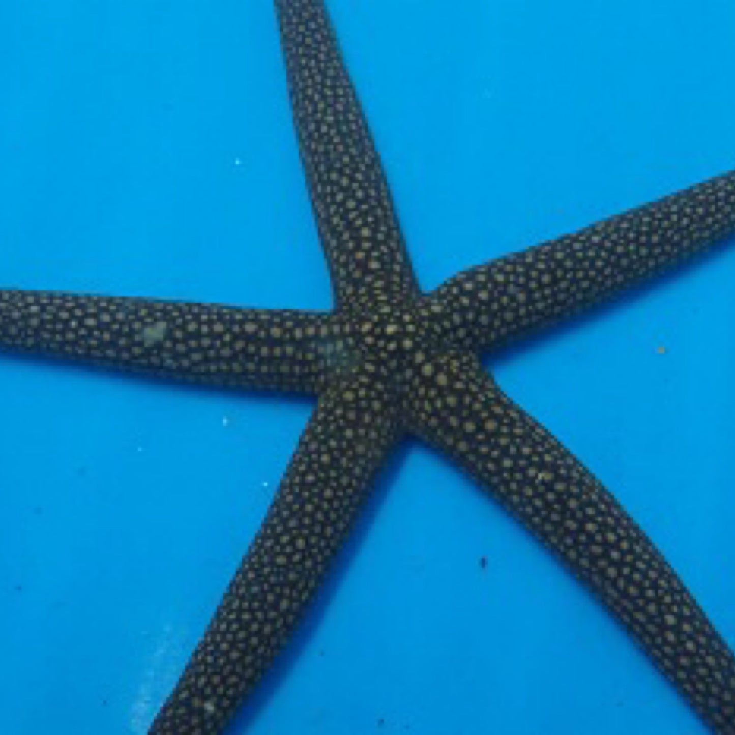 Marble Starfish