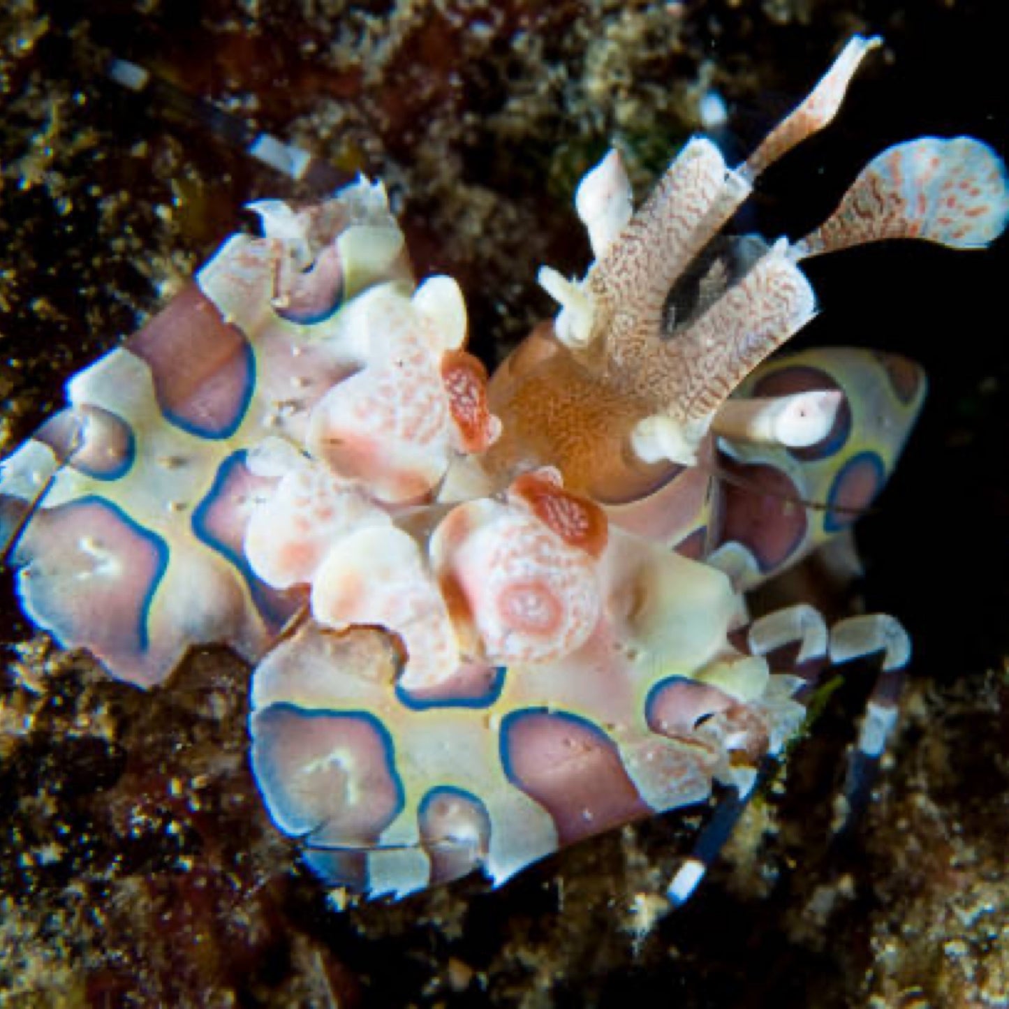 Harlequin Shrimp