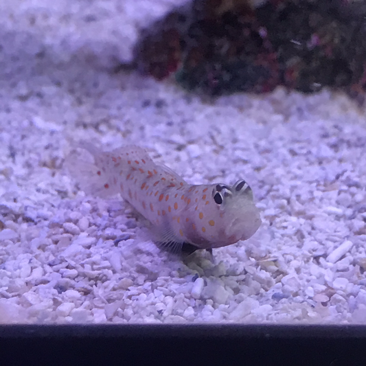 Orange Spotted Watchman na si Goby