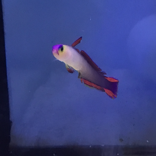Purple Firefish