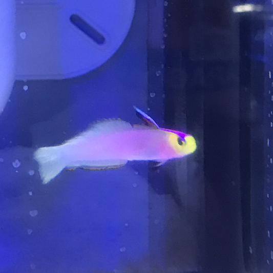 Helfrichs Firefish