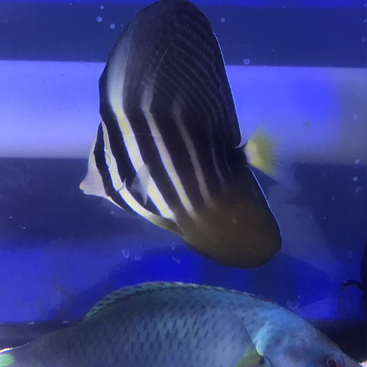 Sailfin Tang