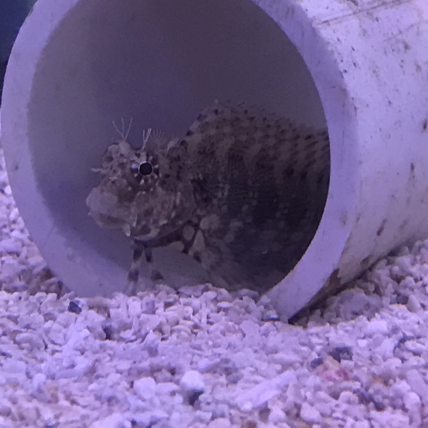 Lawnmower Blenny