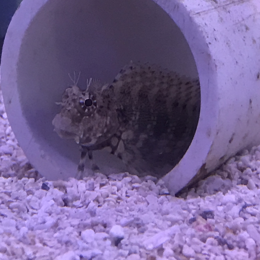 Lawnmower Blenny