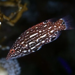 Red Dianas Hogfish