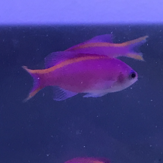 Purple Queen Anthias