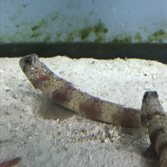 Diagonal Shrimp Goby Amblyeleotris Diagonalis