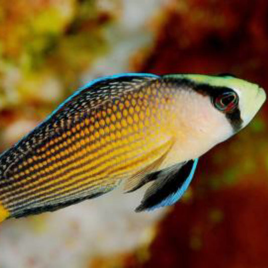 Kahanga-hangang Dottyback