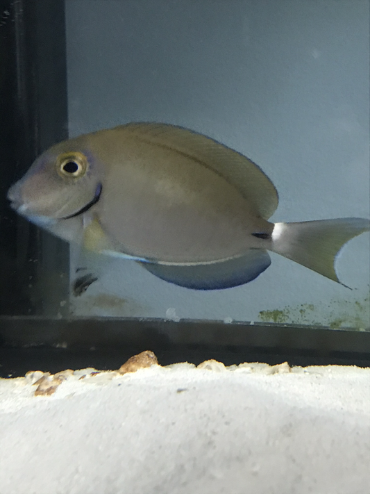Ocean Surgeonfish