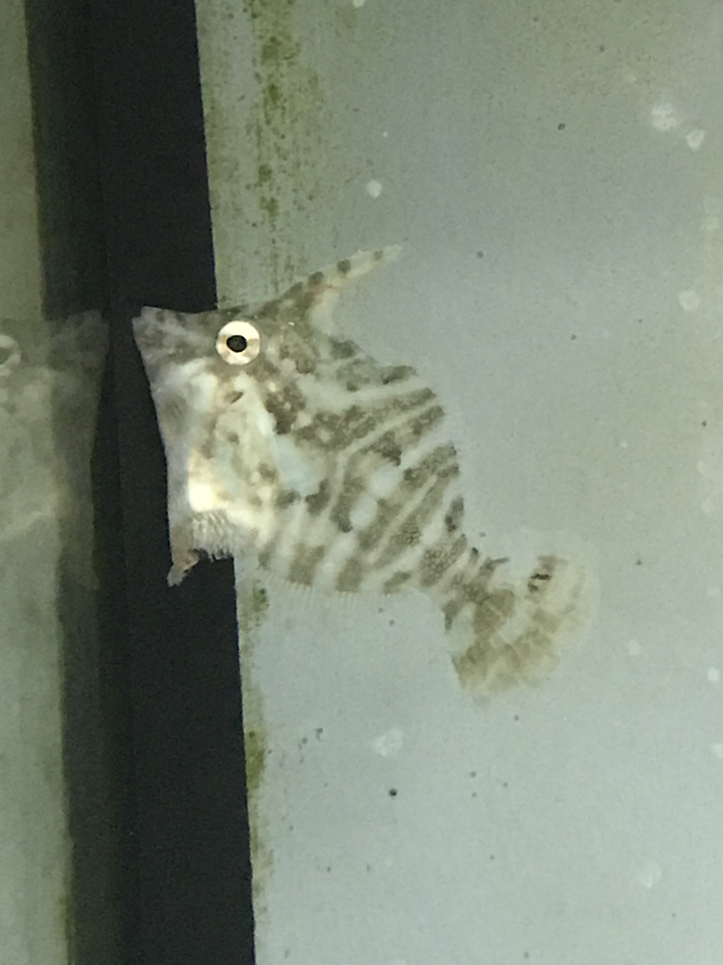 Zebra Filefish