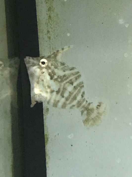 Zebra Filefish
